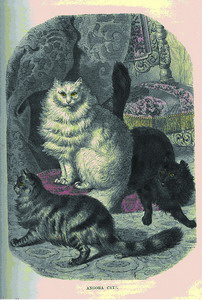 Figure 1: Angora cats. 