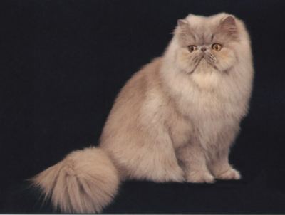 RUI - Шоколадные и лиловые персидские кошки
