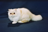 Enlarge photo